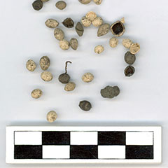 Colour photograph of a set of seeds and peas. Some are black, while others are nearly white.