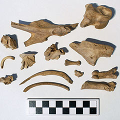 Colour photograph of a set of various animal bones.