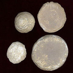 Colour photograph of four circular pieces cut out of clay concretion. They all have different sizes.