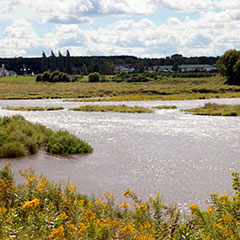 Colour photograph of a river and yellow flowers. Far away, some modern houses and a church are also visible.